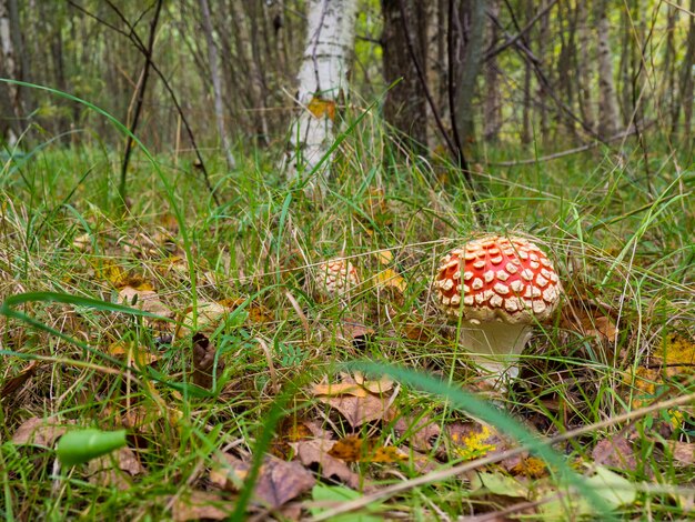 Гриб мухомор (Amanita muscaria) в осеннем лесу