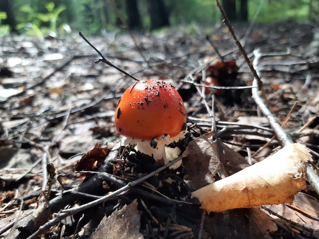 Amanita mushroom grows in the forest. 