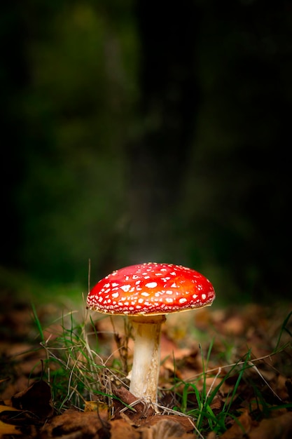 Amanita mushroom