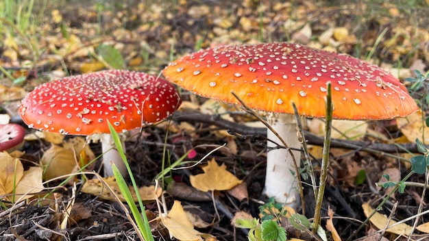 Amanita mushrooms in the forest on the background of the autumn forest