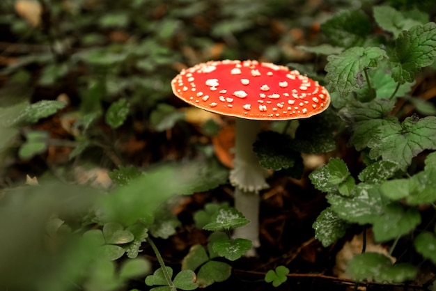 Amanita of vliegenzwam met witte vlekken op rode dop groeit in het bos giftige paddenstoel