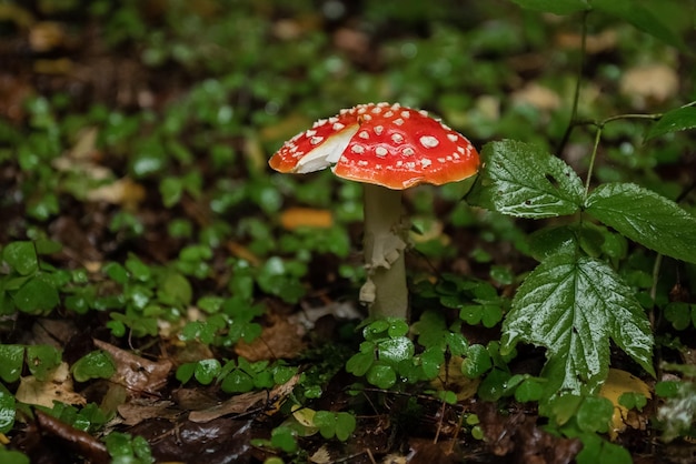 Amanita-paddenstoel met witte vlekken op rode gebarsten dop groeit in herfstbos