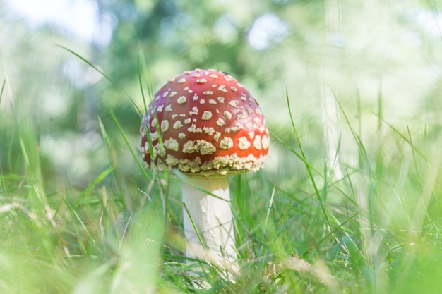 Foto amanita paddestoel, vliegenzwam (amanita muscaria)