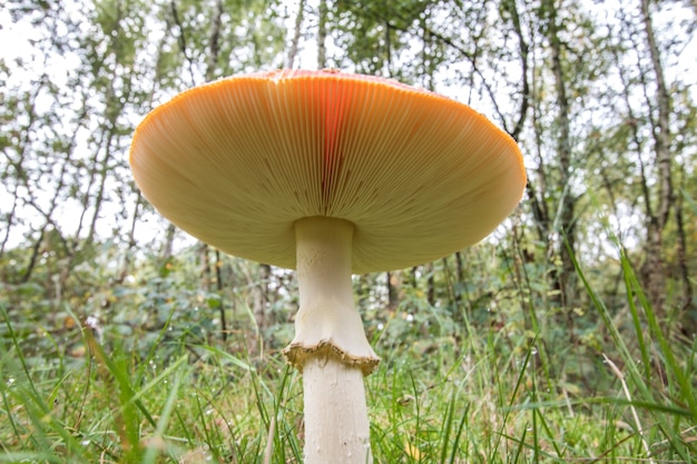 Foto amanita paddestoel, vliegenzwam (amanita muscaria)