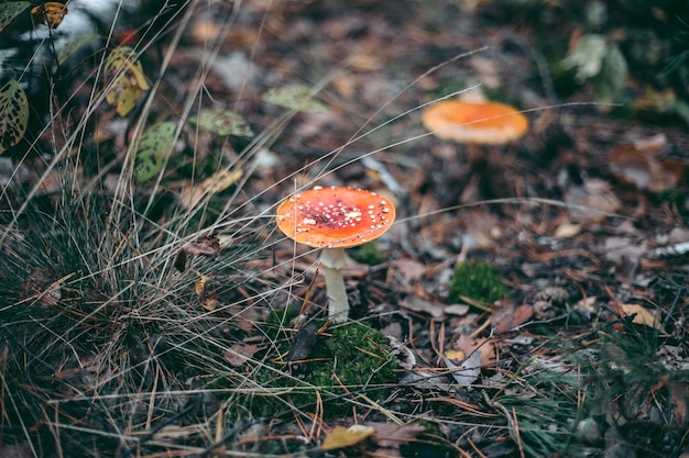 가을 숲에서 Amanita 독 버섯