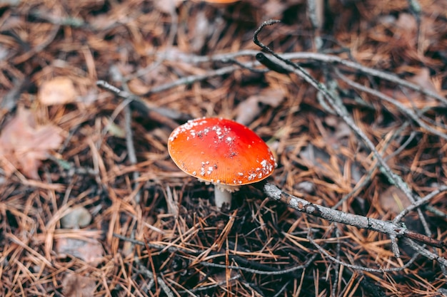 Fungo velenoso dell'amanita nella foresta di autunno