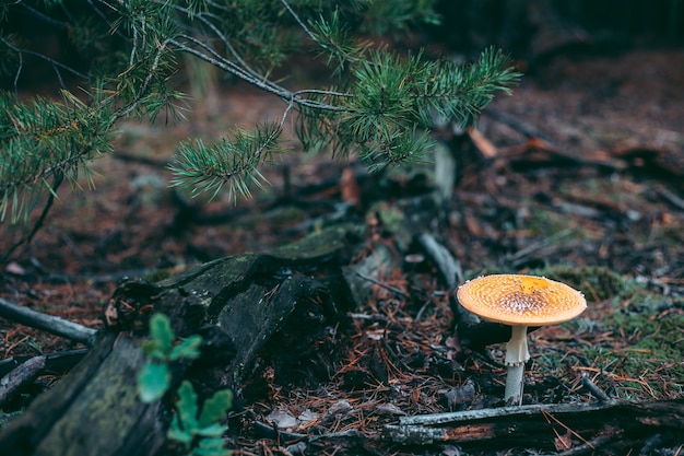 Amanita poisonous mushroom in the autumn forest