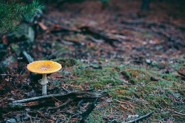 Amanita poisonous mushroom in the autumn forest