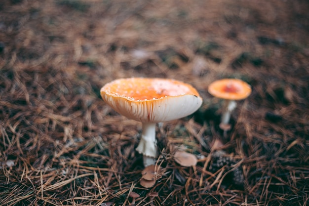 Ядовитый гриб мухомор в осеннем лесу