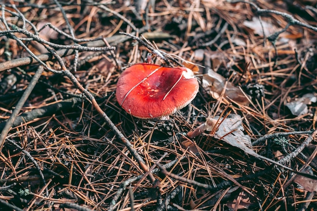 Fungo velenoso dell'amanita nella foresta di autunno