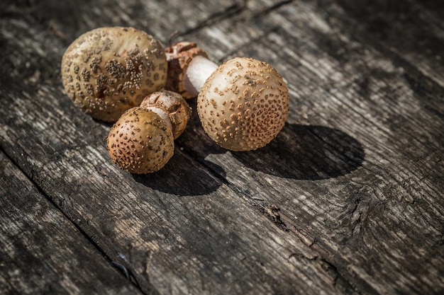 The Amanita Rubescens fungi