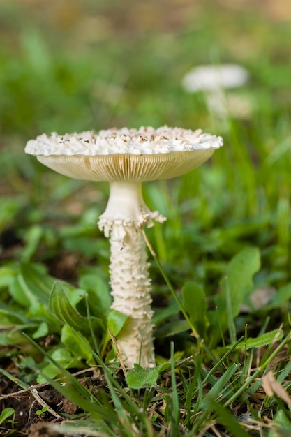 Amanita vittadinii mushroom