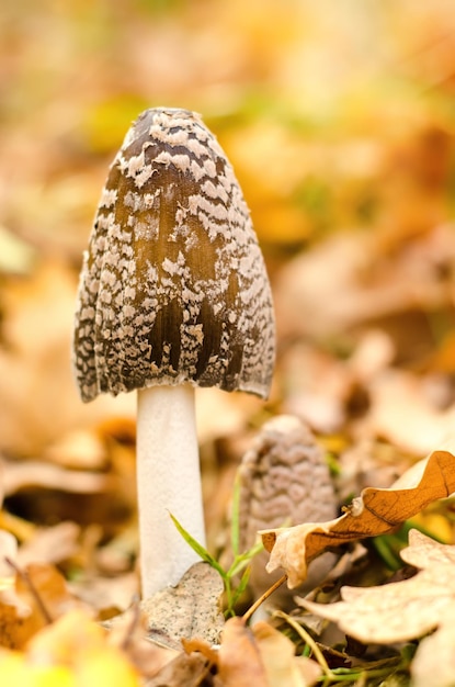 Foto amanita