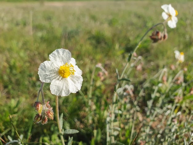 Photo amapola blanca, planta silvestre