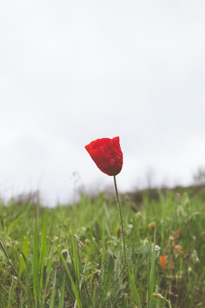 Amapola flor en el campo