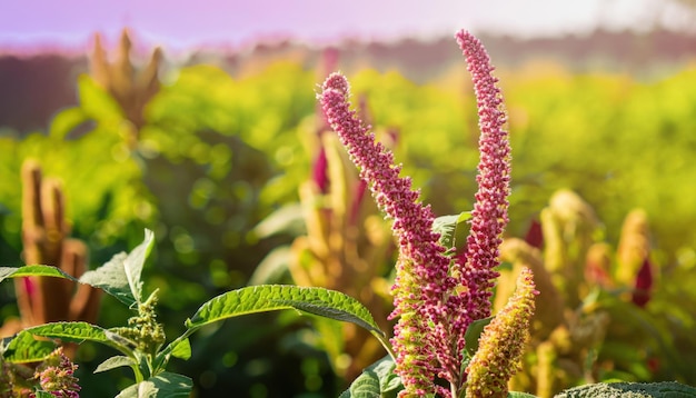 Amaranth flower in the farm with sunny background