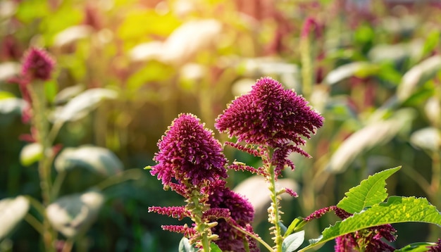 Amaranth flower in the farm with sunny background