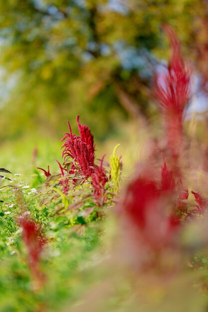 Amaranth grain field