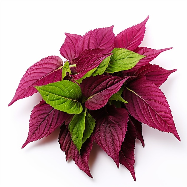 Amaranth Leaves with a Hint of Green on White Background