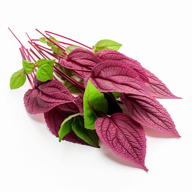 Amaranth Leaves with a Hint of Green on White Background