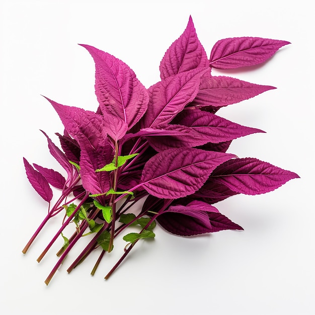 Amaranth Leaves with a Hint of Green and White Background