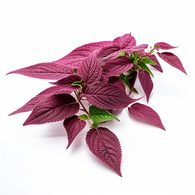 Amaranth Leaves with a Hint of Green on White Background