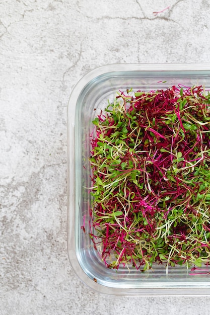 Amaranth micro herbs. Sprouting Micro greens. Seed Germination at home. Vegan and healthy eating concept. Sprouted amaranth Seeds, Micro greens. Growing sprouts. Green living concept. Organic food.