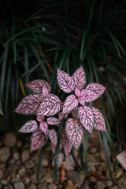 amaranth pink leaf