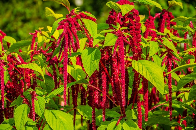 The Amaranth plant is summer in the garden.