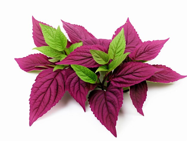 Photo amaranth plant leaves