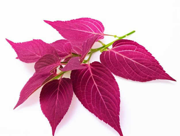 Photo amaranth plant leaves