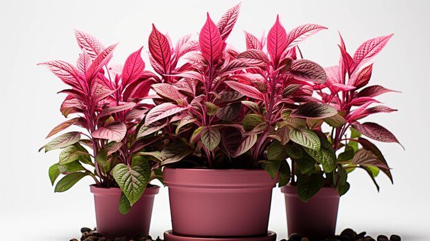 Photo amaranth plant on a pot on white background