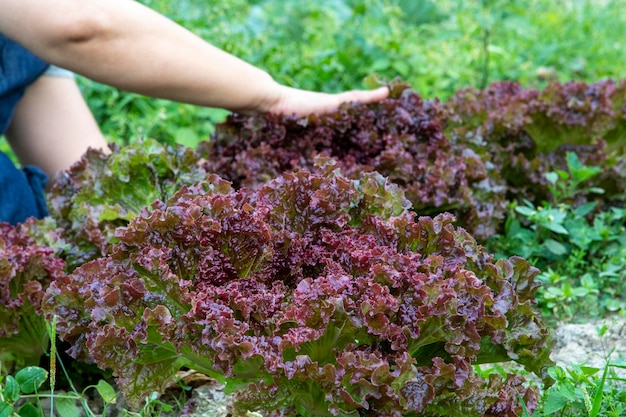 アマランサス 野菜 紅葉 スイートレタス 春の菜園 収穫