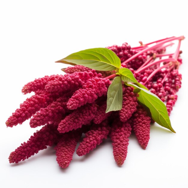 Amaranth with white background high quality ultra h