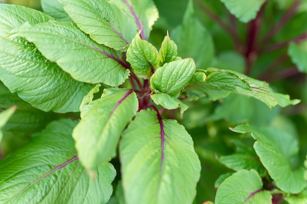 여름날 야외 정원에 있는 배경 장식 식물로 선명한 녹색 잎과 보라색 줄기가 있는 아마란투스 또는 아마란스