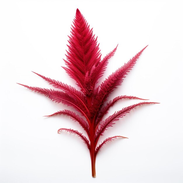 Photo amaranthus princes feather with white background hi