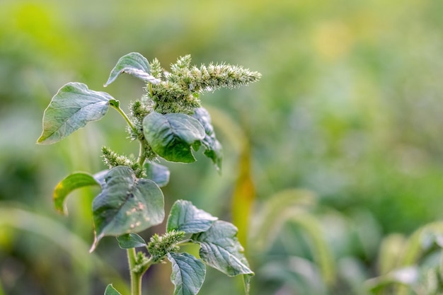 Amaranthus retroflexus 가시 아마란스 Amaranthus spinosus와 잎과 꽃이 핌 정원의 잡초