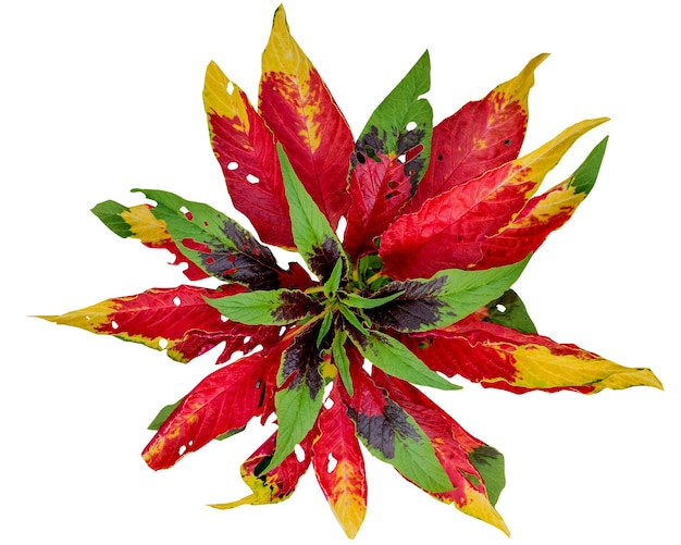 Amaranthus tricolor Cultivars have striking yellow red and green foliage medicinal plants