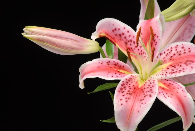 黒の背景にアマリリスの花。