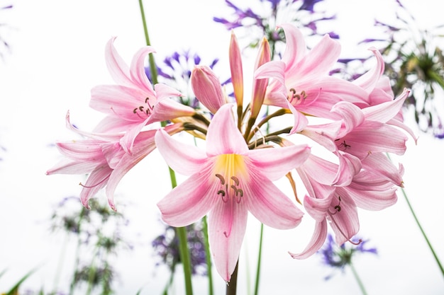 庭にアマリリスベラドンナの花