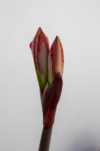 Foto il fiore di amaryllis sta per aprirsi