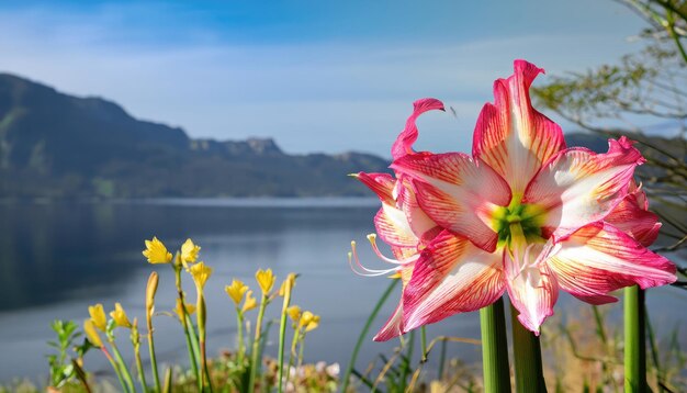 Amaryllis flowering in natural with copy space