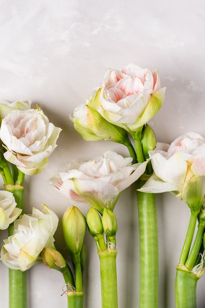 Amaryllis flowers background