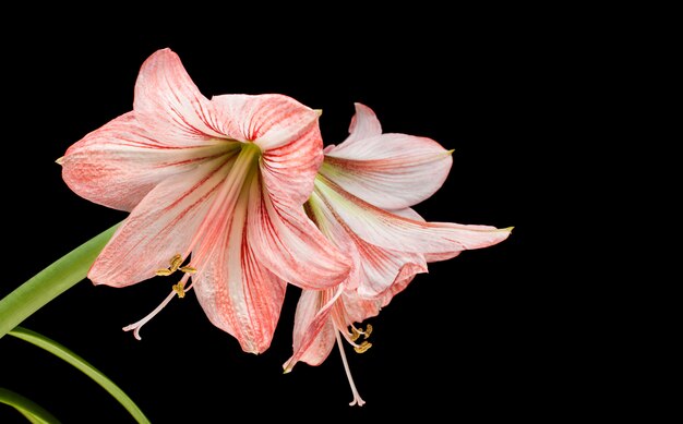 Amaryllis (Hipperastrum) bloemen geïsoleerd op zwart