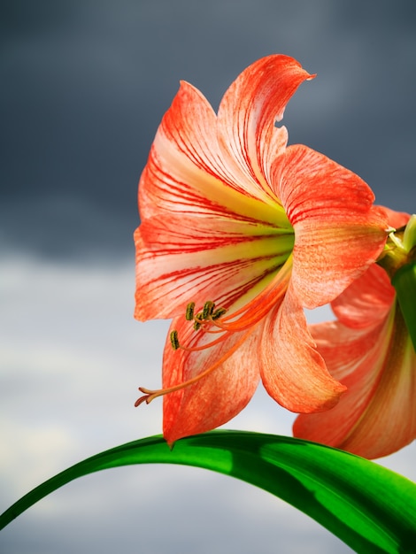 Amaryllis (Hipperastrum). Red large amaryllis flowers against cloudy sky