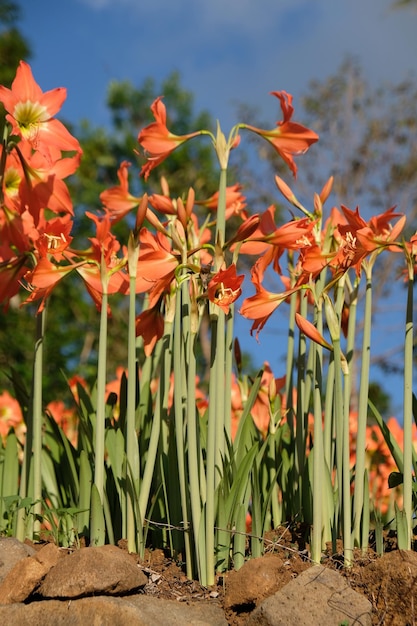 Amaryllis is het enige geslacht in de substam amaryllidinae. oranje amaryllis bloementuin. natuur.