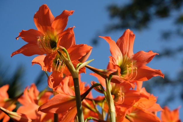 アマリリスはアマリリダエ亜科の唯一の属です。熱帯のオレンジ色のアマリリスの花のベッド