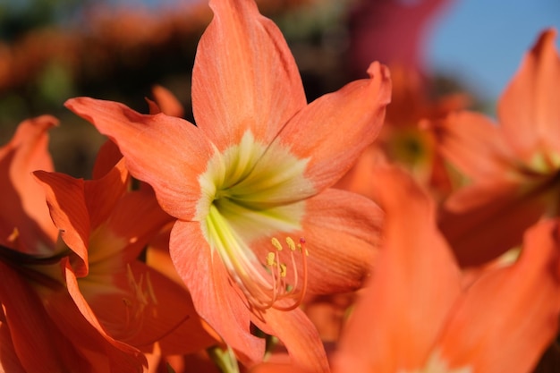 Amaryllis is the only genus in the subtribe amaryllidinae. bed of orange amaryllis flowers in tropic