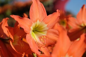 写真 amaryllis is the only genus in the subtribe amaryllidinae. bed of orange amaryllis flowers in tropic