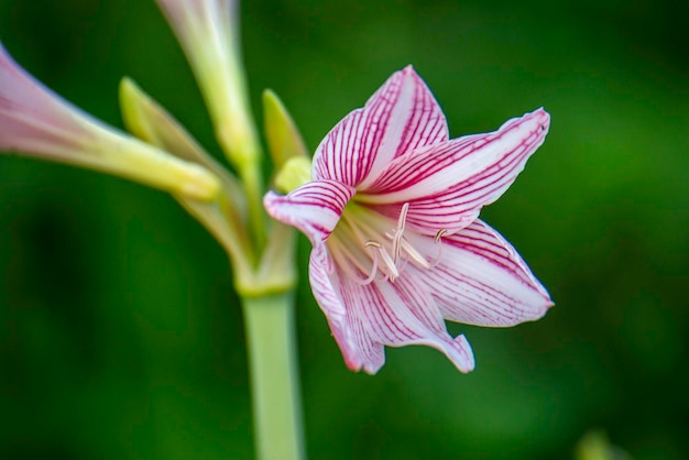 アマリリスは自然界の白いピンクの花で、大きくて美しい花です。